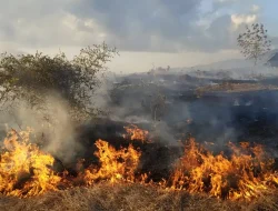 Kebakaran Lahan Seluas 11,5 Hektare di Nagan Akhirnya Padam Usai Sepekan, BPBD Lakukan Pendinginan