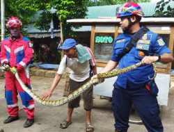 Gulkarmat Jakarta Timur Evakuasi Ular Sanca Dua Meter dari Pekarangan Rumah Warga